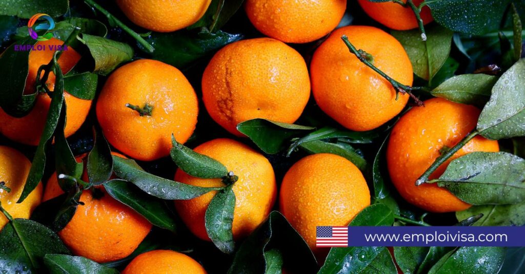 Citrus Pickers – Seasonal Job in USA
