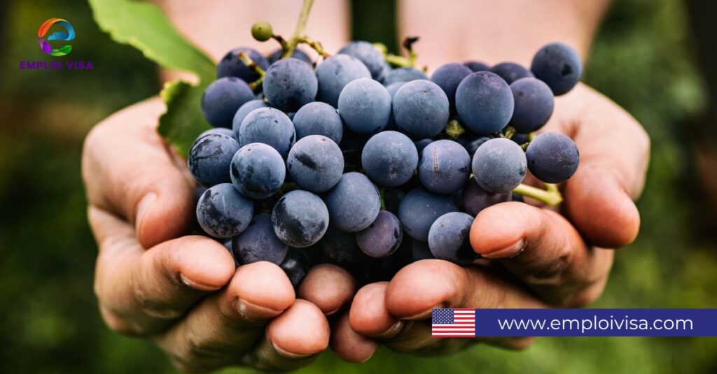 Hand Harvesters - Seasonal Job in USA