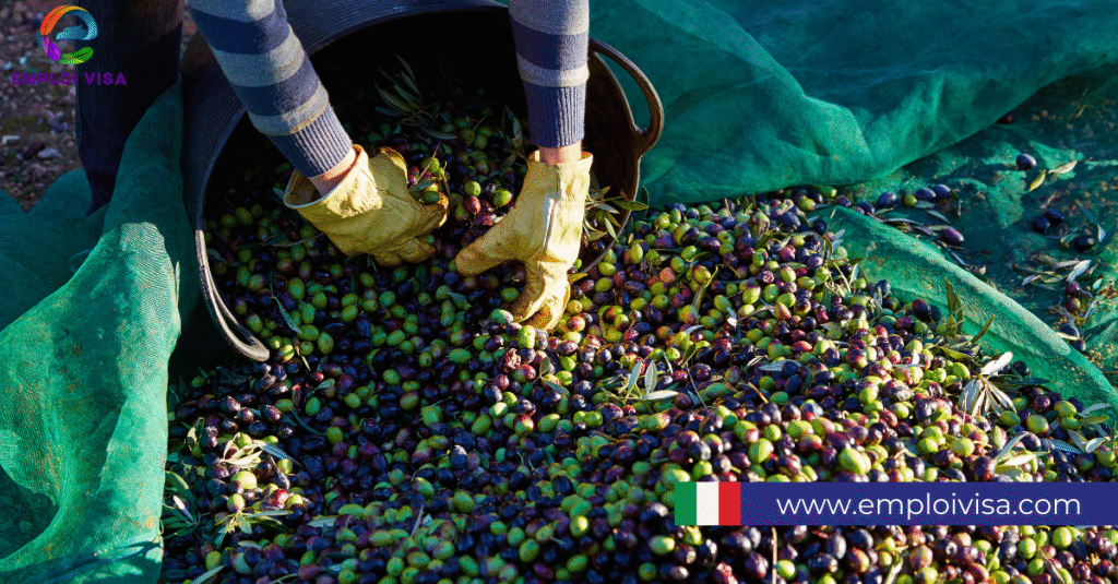 Volunteer in Italy - Live and Work on a Family Run Olive Farm