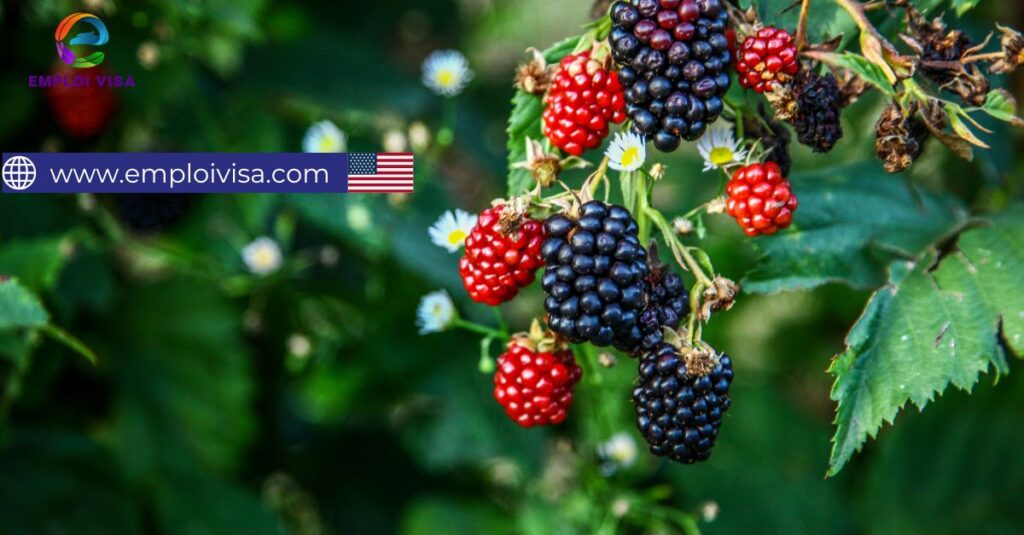 Blackberry Pickers – Seasonal Job in North Carolina, USA