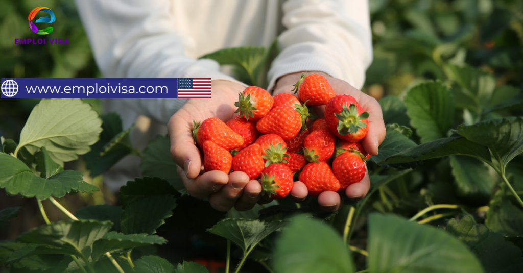 Strawberry  Pickers – Seasonal Job in California, USA
