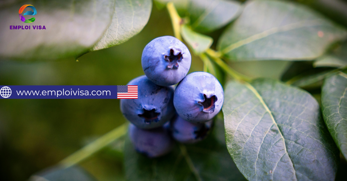 Harvesters – Seasonal Job in North Carolina, USA