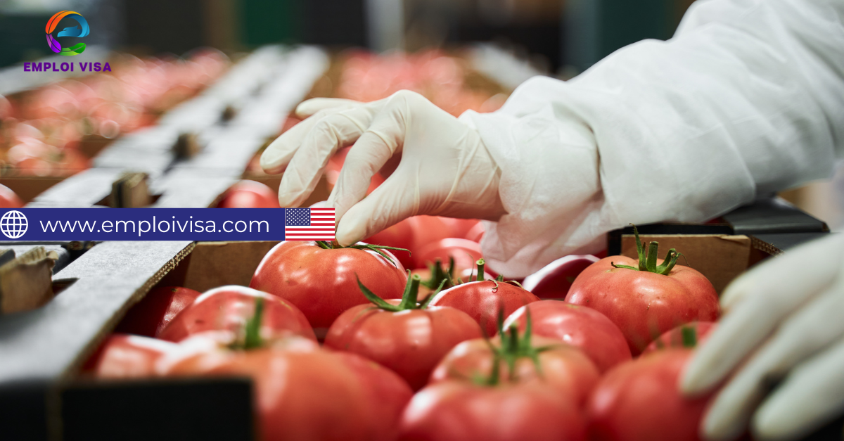 Tomato Packer – Seasonal Job in California, USA